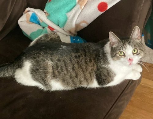 EDISON 2 - Domestic Short Hair available for adoption
