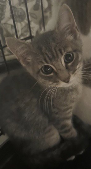 BREWSTER - Domestic Short Hair available for adoption