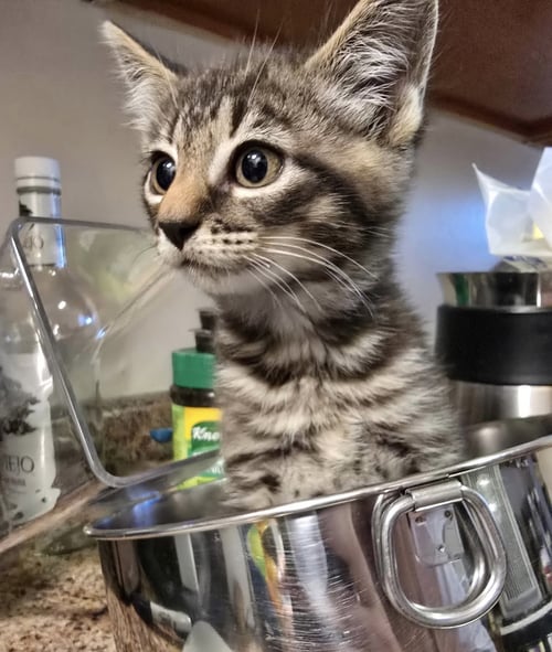 WARREN - Domestic Short Hair available for adoption