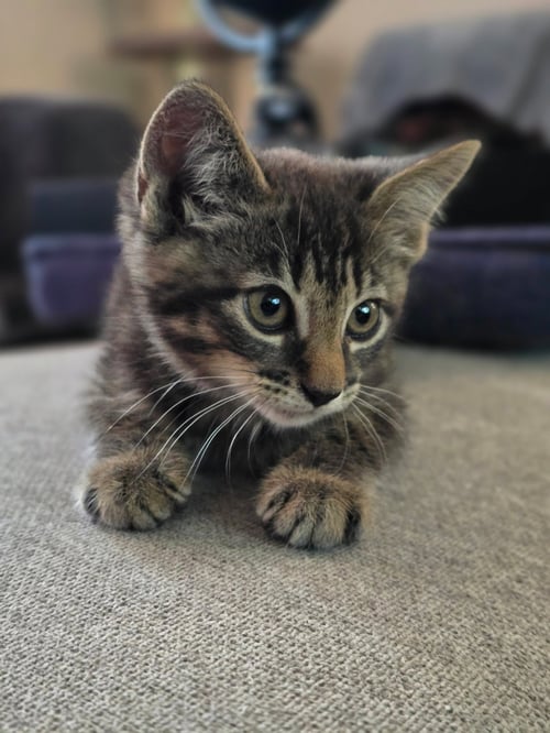 WARREN - Domestic Short Hair for adoption in Elizabeth