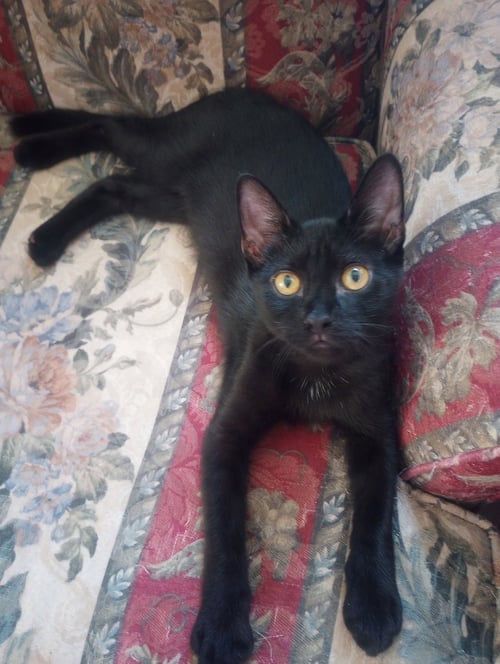 ECHO - Domestic Short Hair available for adoption