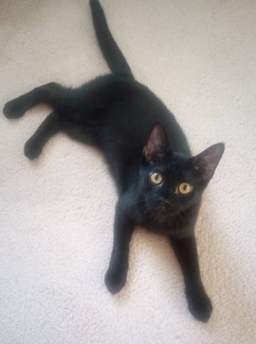 ECHO - Domestic Short Hair available for adoption