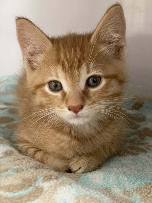 JACK - Domestic Short Hair available for adoption