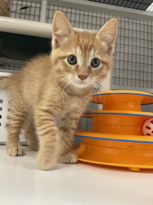 JACK - Domestic Short Hair available for adoption