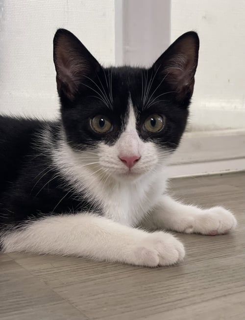 SIGNET - Domestic Short Hair available for adoption