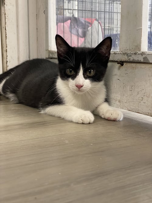 SIGNET - Domestic Short Hair available for adoption