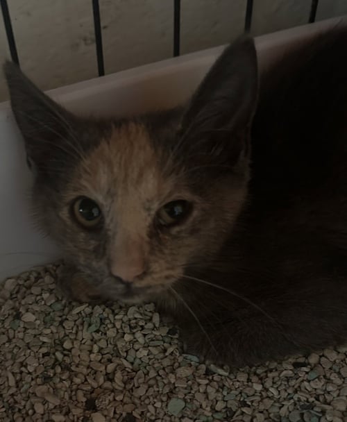 DORY - Domestic Short Hair available for adoption