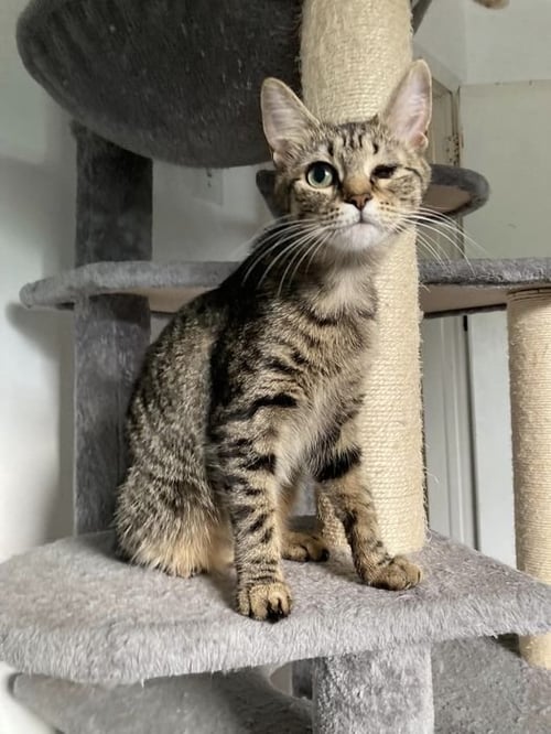 ANISETTE - Domestic Short Hair available for adoption