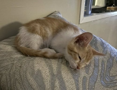 JABBER - Domestic Short Hair available for adoption