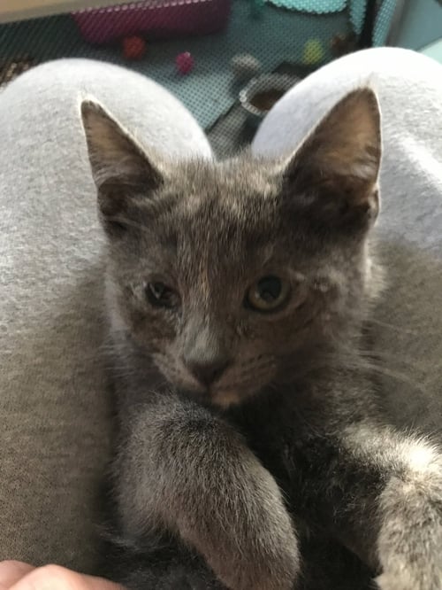 CHRISTMAS (CHRISSY) - Domestic Short Hair available for adoption