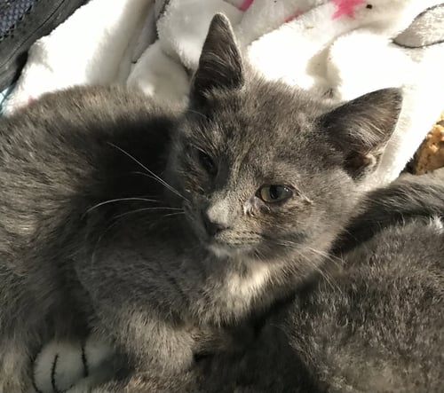 CHRISTMAS (CHRISSY) - Domestic Short Hair available for adoption