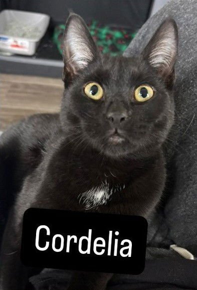 CORDELIA - Domestic Short Hair available for adoption