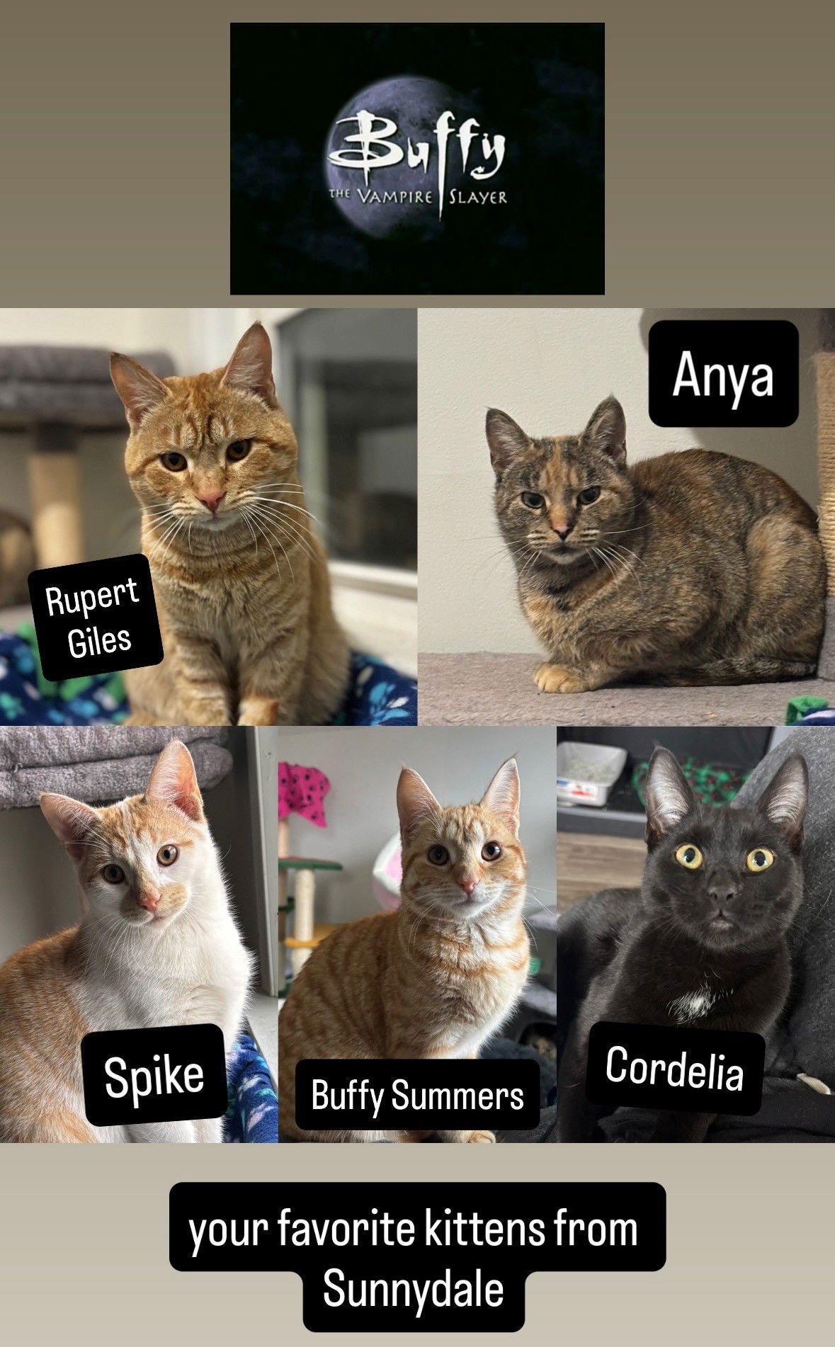 CORDELIA - Domestic Short Hair available for adoption