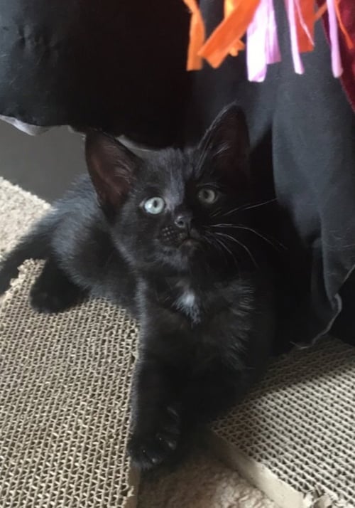 LEIA - Domestic Short Hair available for adoption