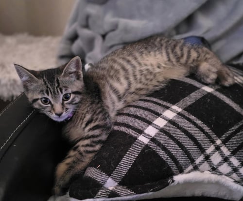 DEB - Domestic Short Hair available for adoption