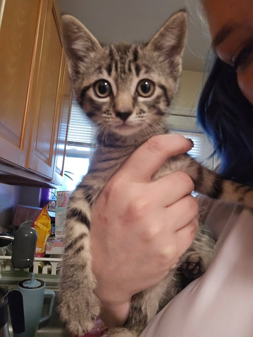 DEB - Domestic Short Hair available for adoption