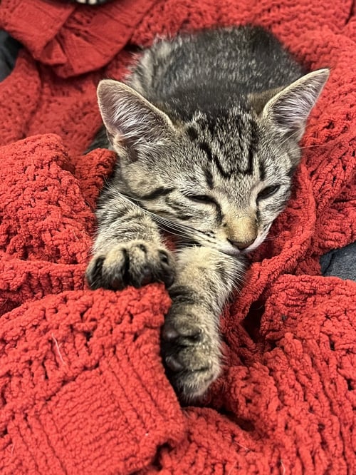 LITTLE BOO - Domestic Short Hair available for adoption