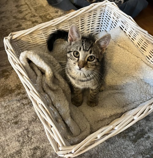 LITTLE BOO - Domestic Short Hair available for adoption