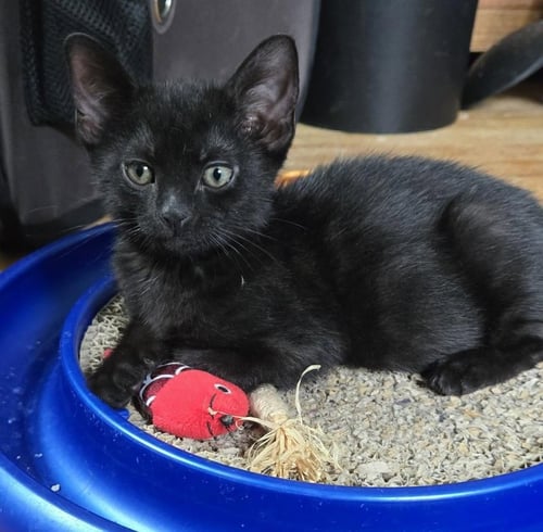 STRUDEL - Domestic Short Hair available for adoption