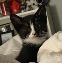 Henry2 - Photo 1