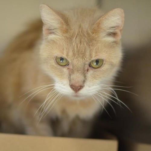 KANE - Domestic Medium Hair available for adoption