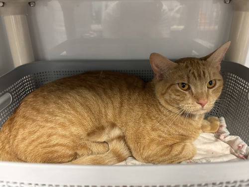 KNOX - Domestic Short Hair available for adoption