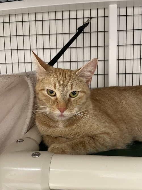 CLEMENTINE - Domestic Short Hair available for adoption