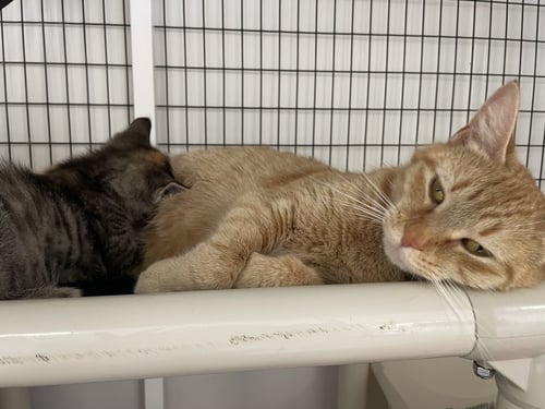 CLEMENTINE - Domestic Short Hair available for adoption