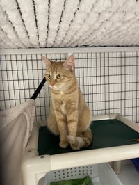 Clementine - Photo 3