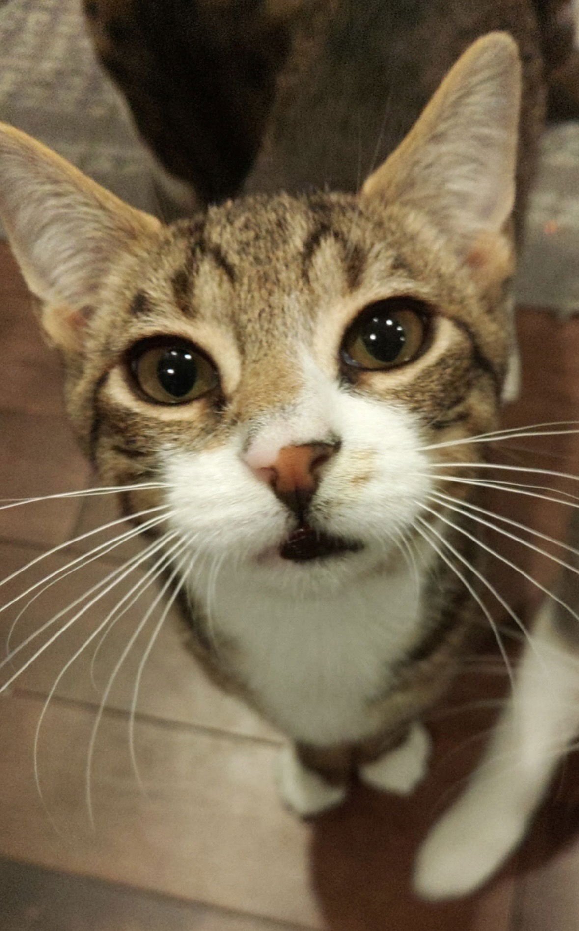 WALKER3 - Domestic Short Hair available for adoption