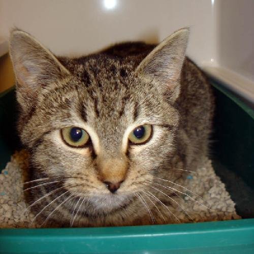 ARIEL - Domestic Short Hair available for adoption
