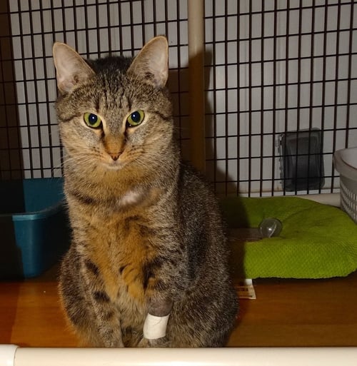 ARIEL - Domestic Short Hair available for adoption