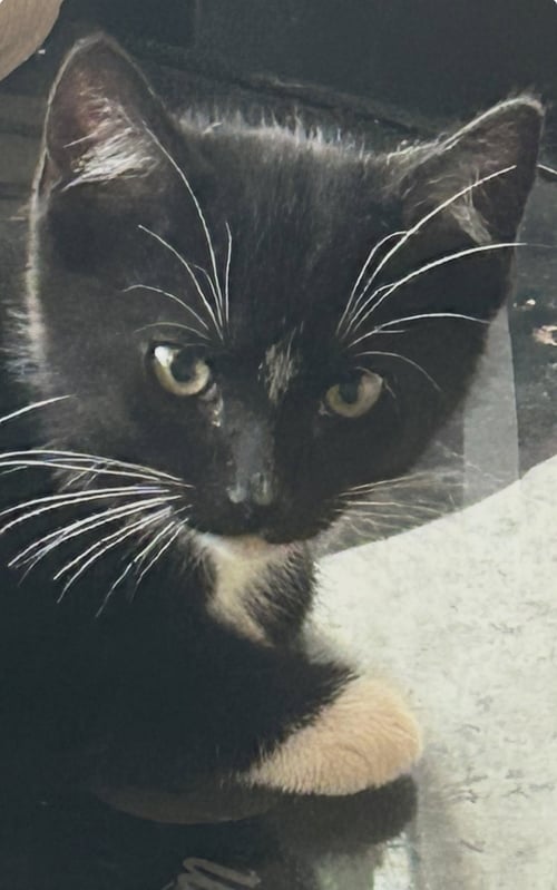 SHONDELL - Domestic Short Hair available for adoption