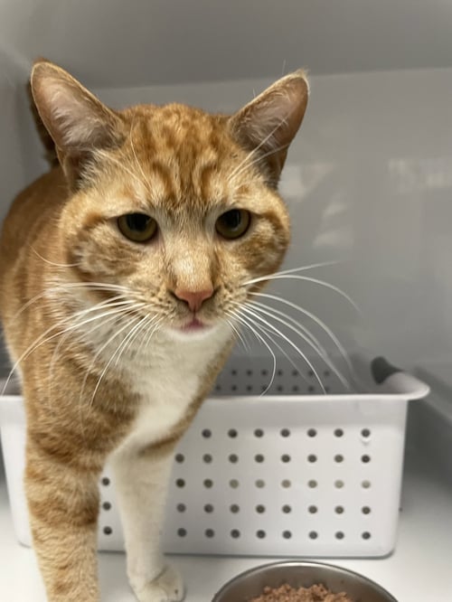 BOOKER - Domestic Short Hair available for adoption