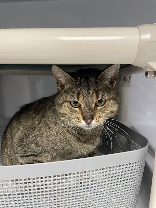 MARIGOLD2 - Domestic Short Hair available for adoption