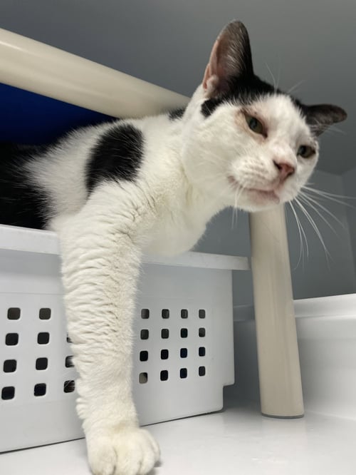 ANGEL - Domestic Short Hair available for adoption
