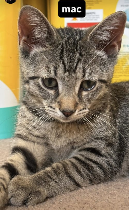 MAC - Domestic Short Hair available for adoption