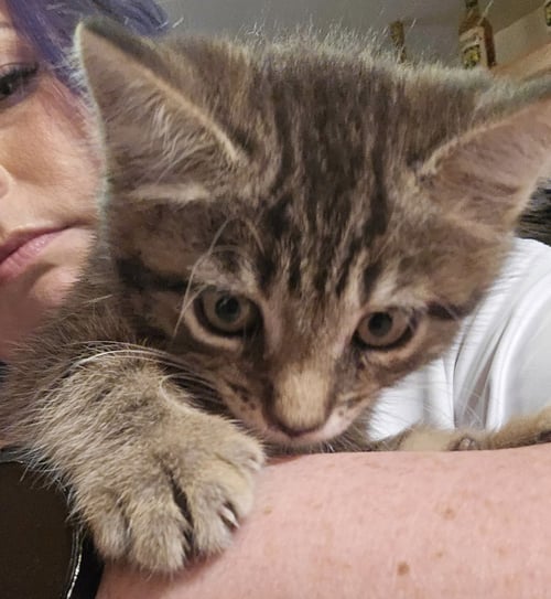 GINA - Domestic Short Hair available for adoption