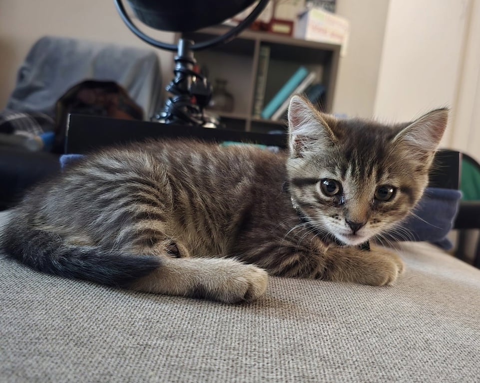 Gina Image