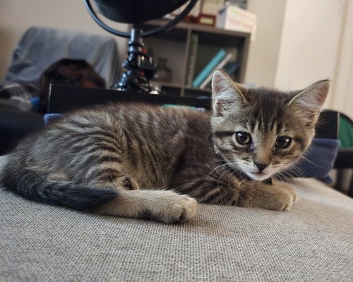 GINA - Domestic Short Hair available for adoption