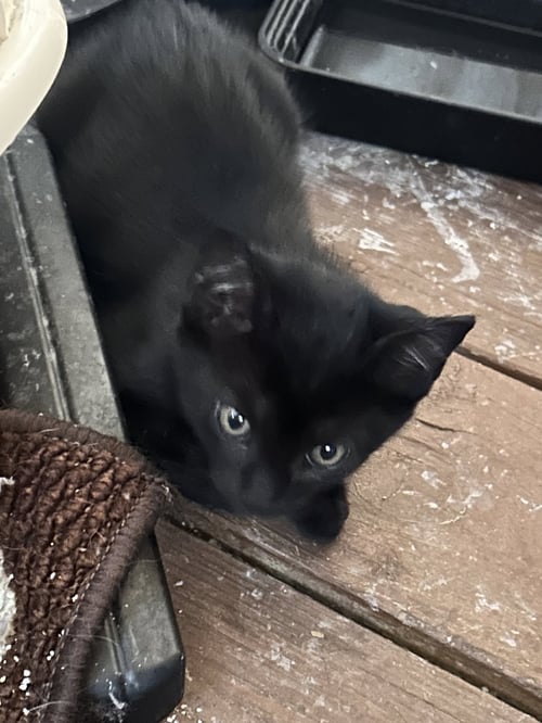 JET - Domestic Short Hair available for adoption
