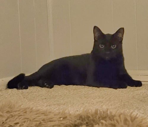 NINJA - Domestic Short Hair available for adoption