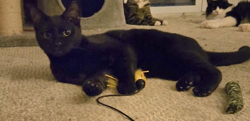 NINJA - Domestic Short Hair available for adoption