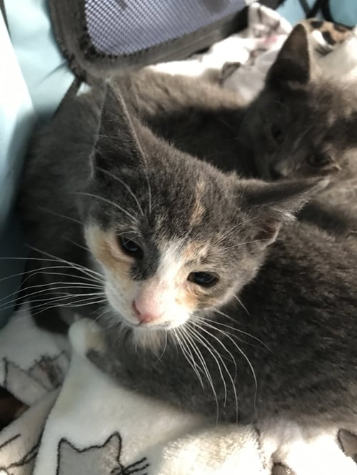 EVE - Domestic Short Hair available for adoption