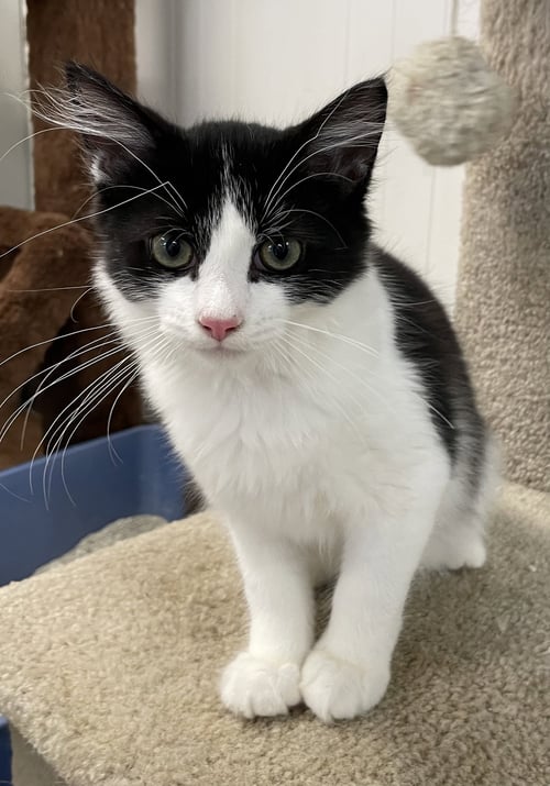HANK - Domestic Medium Hair available for adoption