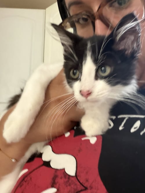 HANK - Domestic Medium Hair available for adoption