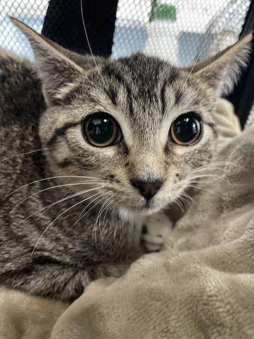 BERNADETTE2 (BERNIE) - Domestic Short Hair available for adoption