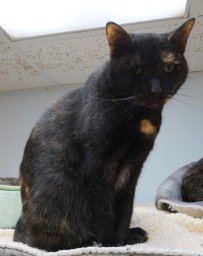 KELLY - Domestic Short Hair available for adoption
