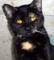 KELLY - Domestic Short Hair available for adoption