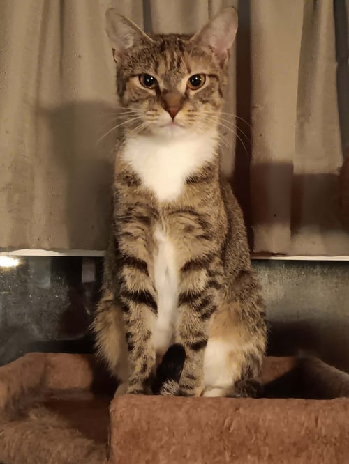 APRICOT - Domestic Short Hair available for adoption